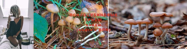 mdpv Инсар